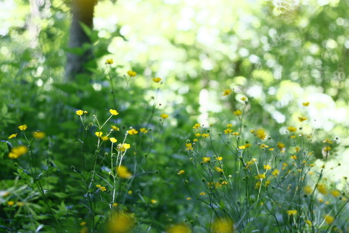 Ranunuculus sp.