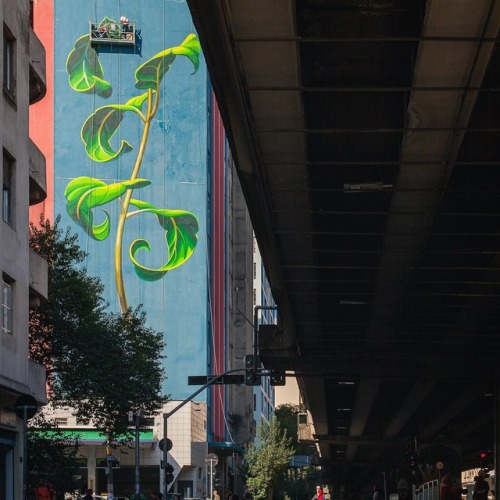 gallusrostromegalus:archatlas:Soaring Murals of Plants on Urban Walls by Mona CaronMuralist Mona Car