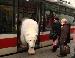 bear-pictures:  Czech public transit is downright