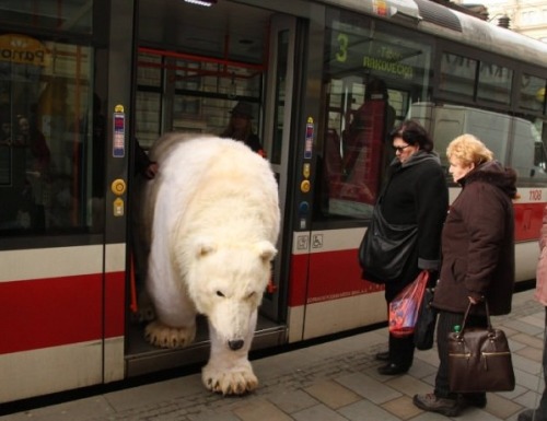 bear-pictures:  Czech public transit is downright unbearable.