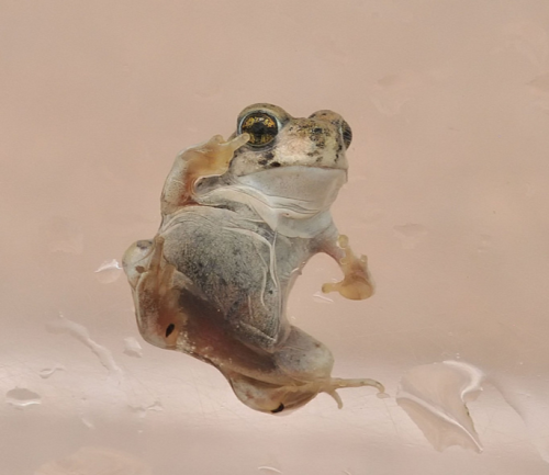 toadschooled: A newly metamorphosed Scaphiopus couchii, or Couch’s spadefoot toad, uses its sm