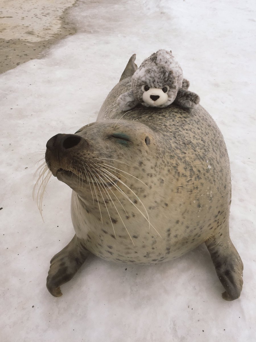 tastefullyoffensive:Aku, the seal, from Mombetsu Land in Hokkaido, Japan happily