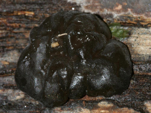 brown witches butter (exidia recisa) is an edible jelly fungi commonly found growing on hardwood in 