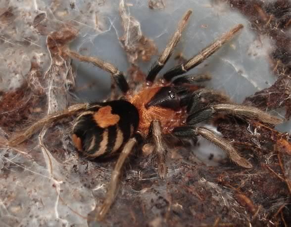 adorablespiders:  Trinidad dwarf tiger tarantula it has an orange heart on it’s