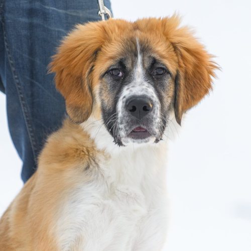 Daisy, (4-m-o), St. Bernard/Bernese Mountain Dog mix, Charleswood, Winnipeg. “Super docile, very rel