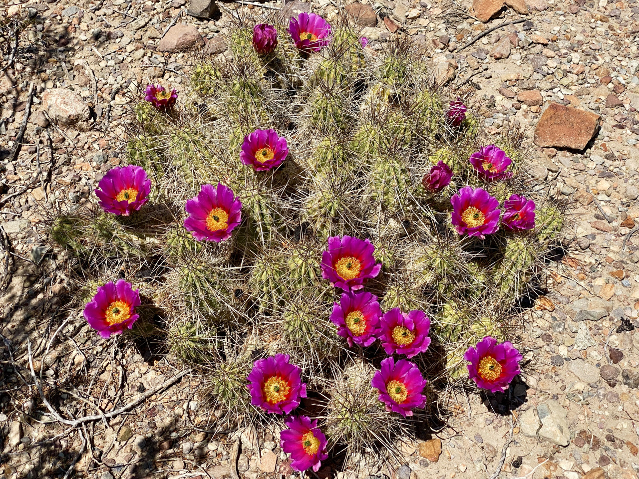 Strawberry Hedgehog Cactus (Echinocereus stramineus), Dugout Wells, Big Bend National Park, Texas. #cactus#flowers#flora#texas#chihuahuan desert #photographers on tumblr