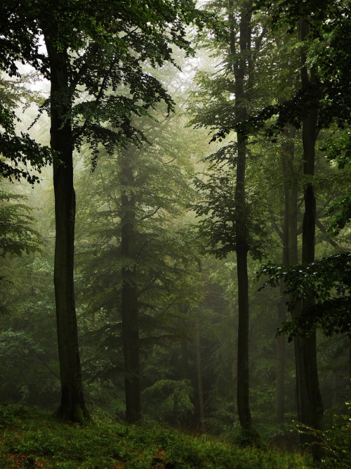 creepypurpleelves: High forest, in the Rain by JoannaRB2009