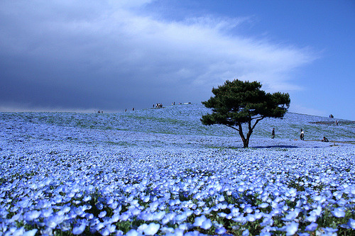 odditiesoflife:  Dreams in Blue Each year these blossoming blue fields attract thousands