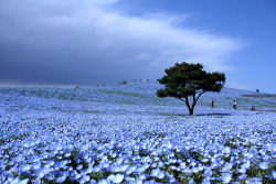 Odditiesoflife:  Dreams In Blue Each Year These Blossoming Blue Fields Attract Thousands