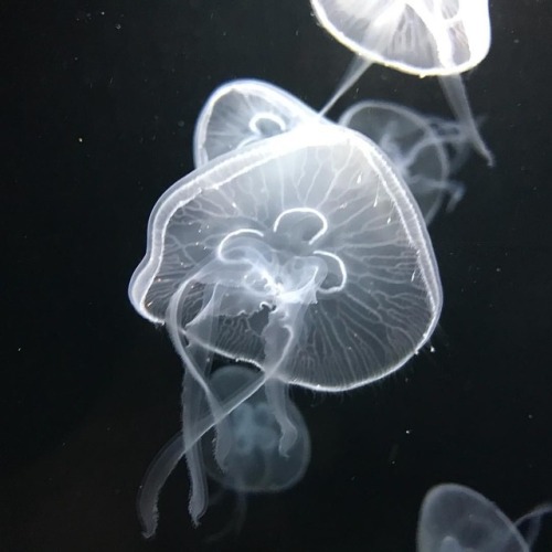 Jellyfish in Vienna Zoo #jellyfish #zoo #fauna #animals #water #sea #sealife #aquarium #seajelly #ma