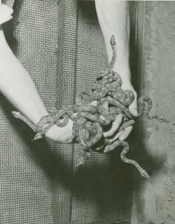 hushaby:The Acid Sweat Lodge: Control The Animals Reptile nursery, New York World’s Fair (1939-1940) 