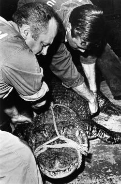 pasttensevancouver:  Alligator, Stanley Park, 1960s Being moved into the new pool at the Vancouver Aquarium. Source: City of Vancouver Archives #1435-575