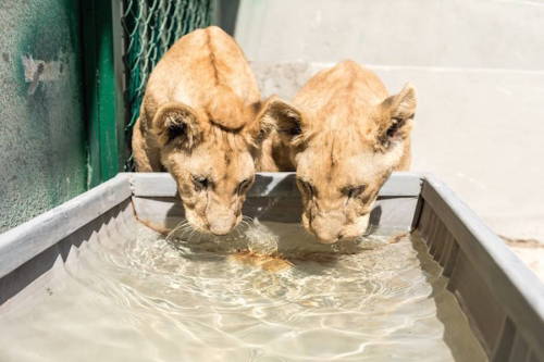 culturenlifestyle:Two Adorable Inseparable Lion CubsRescued in a refugee camps in the Gaza Strip, th