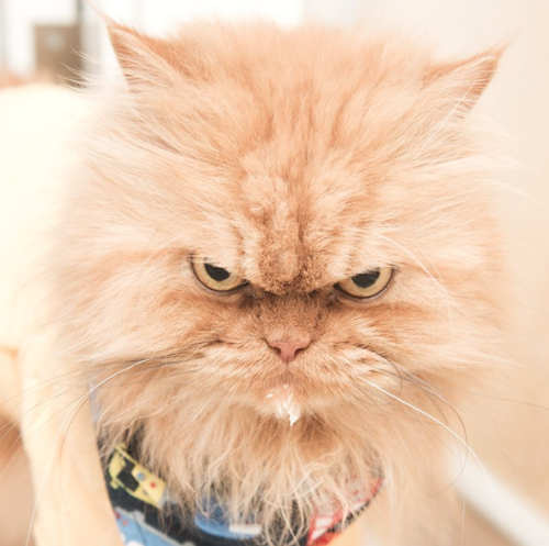 britbrit1103:  catsbeaversandducks:  “But I AM smiling!”Photos by Garfi The Angry Cat  Same