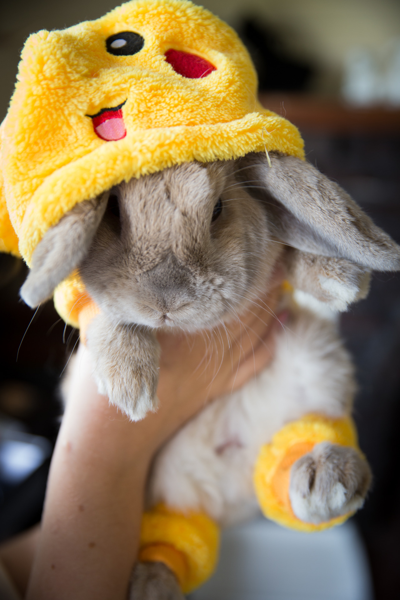 baron-von-daniel:  High Quality Blog 