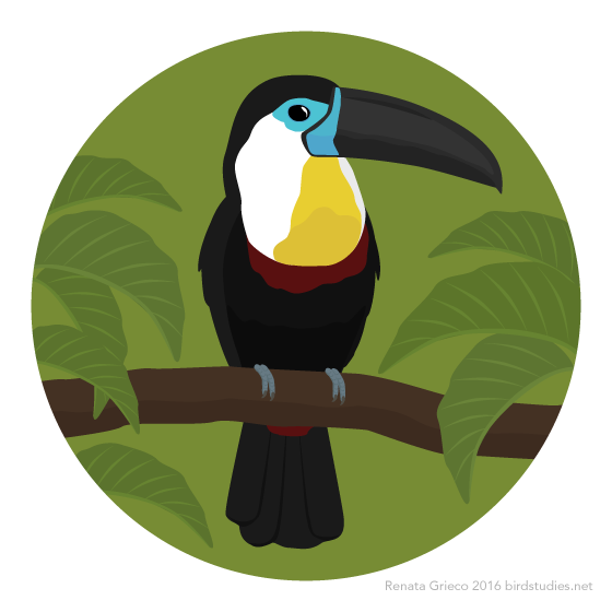 August 18, 2016 - Channel-billed Toucan (Ramphastos vitellinus)
These large toucans are found from northwestern Colombia across most of north and central South America, including Amazonia and the forest of southeastern Brazil. Their diet is mainly...