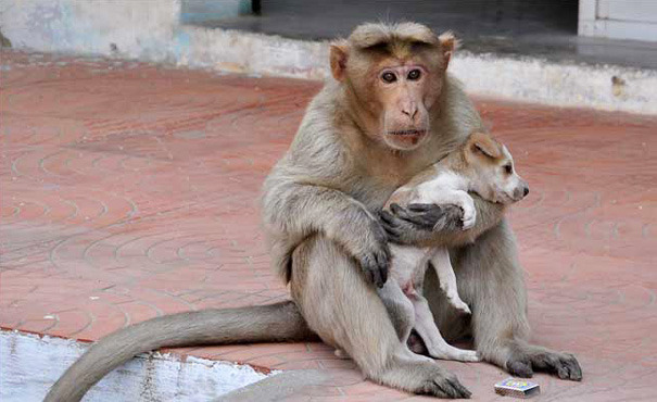 sixpenceee: Monkey Adopts A Puppy, Defends It From Stray Dogs, And Lets It Eat First