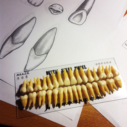 iknowthedrill:  Teeth for days