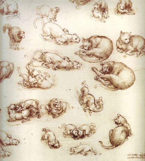 anachronome: art-nimals: Leonardo da Vinci (1452 - 1519), Study of cats and dragon, drawing. @little