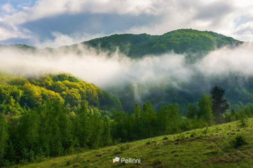 countryside landscape on a misty morning. outdoor green environment in summer. forest on the hill in fog and clouds. beautiful nature scenery of carpathian mountains - countryside landscape on a misty morning. outdoor green environment in summer. forest on the hill in fog and clouds. beautiful nature scenery of carpathian mountains #fog#nature#enviroment#forest#morning#mountain#weather#landscape#outdoor#silence#fantasy#s