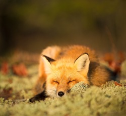 beautiful-wildlife:  Dreamy Sunrise by Hisham Atallah 