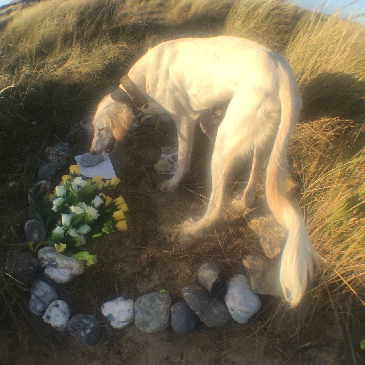le-fauna:  creepy unicorn robbing a beach grave