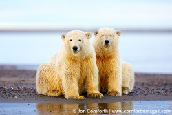 Marinemammalblog:  Barter Island Polar Bears 105 By Cornforth Images On Flickr.