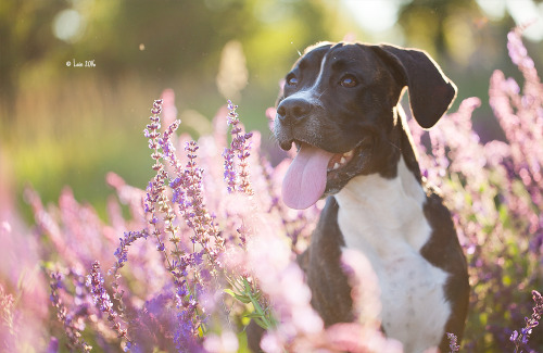 lainphotography: Boxermix Raja, 5 months old.