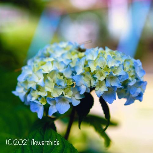 #flowers #flower #flowerlovers #花 #花が好きな人と繋がりたい #花好きな人と繋がりたい #写真好きな人と繋がりたい #beautifulflowers #su