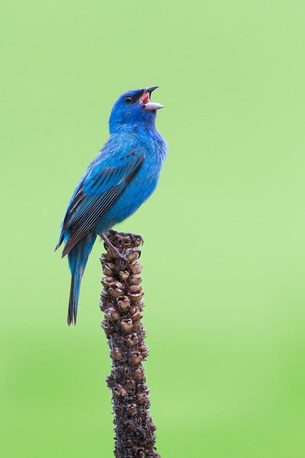 magicalnaturetour:  Indigo Bunting Singing the Blues by Daniel Cadieux 