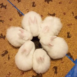 babyanimalgifs: Look its a secret bunny meeting.