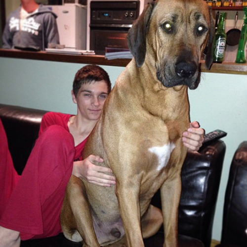When Huge Dogs Forget They’re Not Puppies Anymore, THIS Happens. And It’s Hilarious. (22