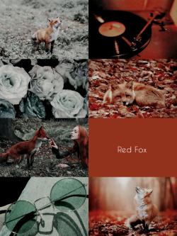 sproutaesthetics: daemons | RED FOX  individuals