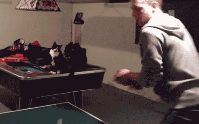 since-he-was-eighteen:  one direction as catsliam:niall:harry:louis: