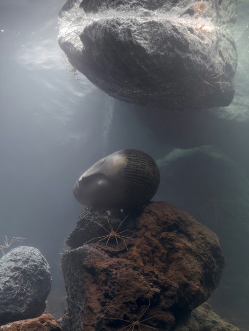 Pierre Huyghe (French, b. 1962, Paris, France, based Santiago, Chile) - Zoodram 5, 2011, Live Marine