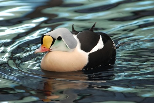 end0skeletal: The king eider (Somateria spectabilis) is a large sea duck that breeds along Northern 