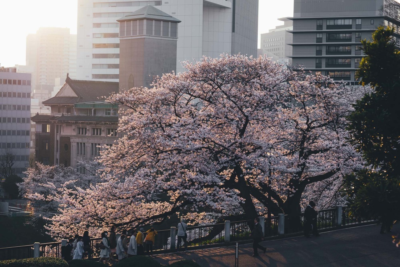 takashiyasui: Chidorigafuchi