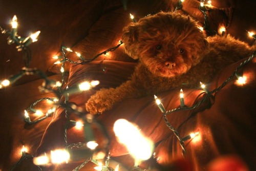 Captain, our three-legged dog, and His Christmas photo shoot! Give him some love! CAPTAIN’S CH