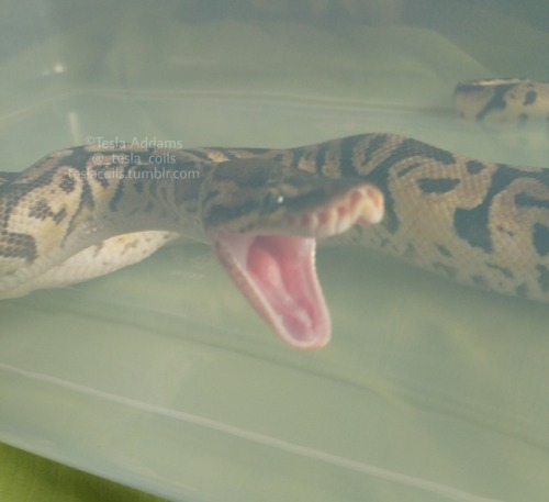 &ldquo;Ahahahahahahaaaaaaaaa!&rdquo;