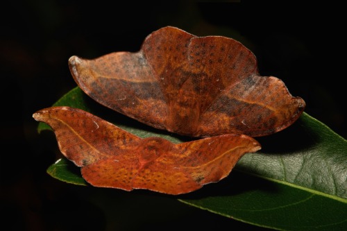 sinobug:Hooktip Moths (Oreta cf. extensa, Oretinae, Drepanidae)A beautifully fresh pair of hooktips 
