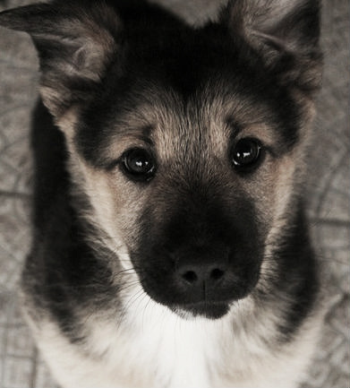 lovelyjubblyphotosets:  Requested by Anon ~ German Shepherds  