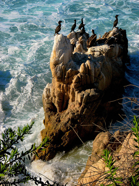 Cormorants on a sea rock, Baja California Sur, Mexico (by Ani Carrington).