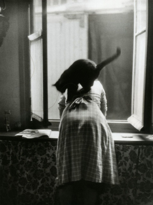 Willy Ronis (French, 1910-2009, Paris, France) - Les Chats, Paris, 1954  Photography