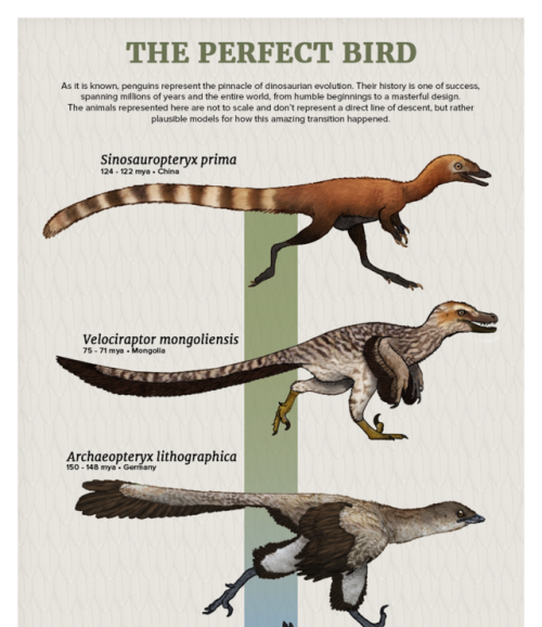 paleoart:Penguins are really magnificent.I’m working on a series of infographics roughly representin