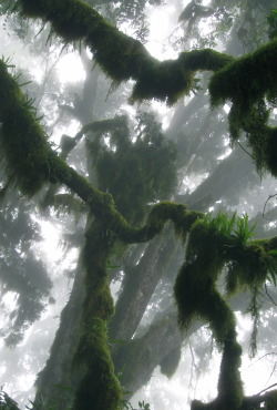 90377: Spanish Moss in the Mist by Kyree  