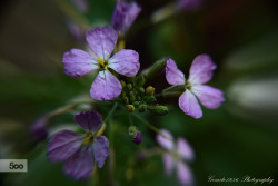 euph0r14:  nature | sisters flowers… |