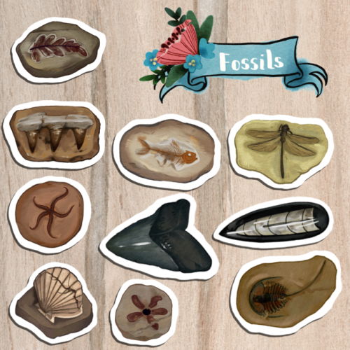 sticksandstones-studio: Fossils are in the shop! Along with a sale that runs from now until Saturday