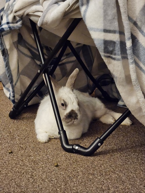 I Made Him A Tent
