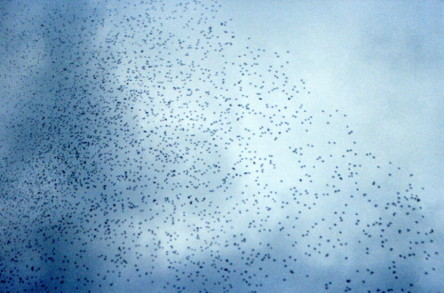 velouteux.tumblr.com/post/48571940404/