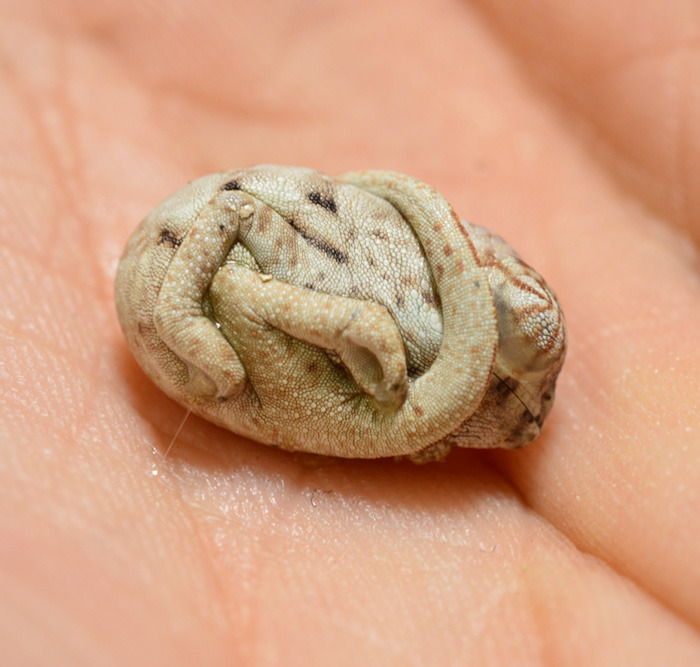 the-awesome-quotes:    Seconds-Old Baby Chameleon Doesn’t Realize He’s Out Of